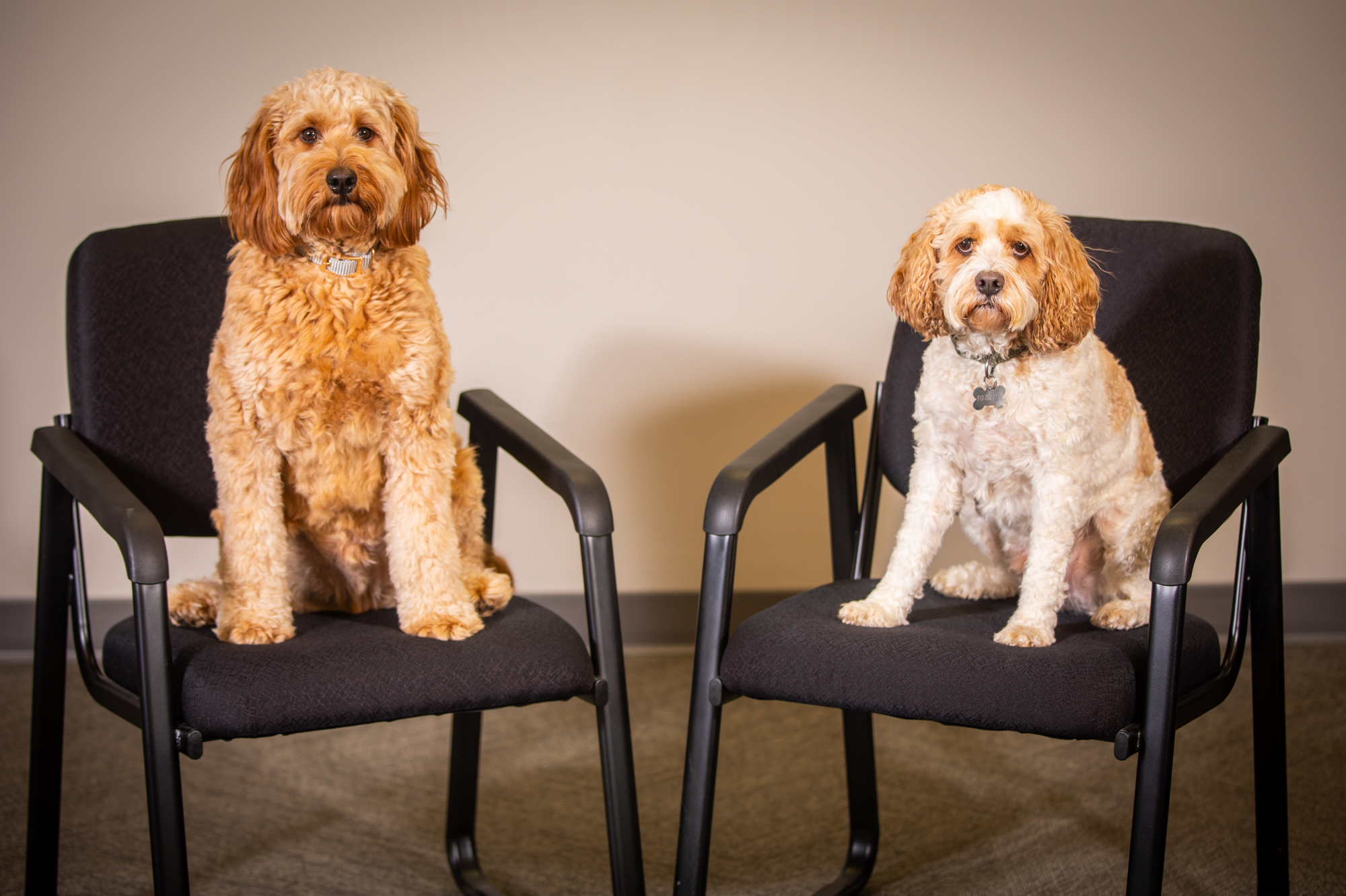 Meet The Team
